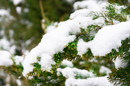 积雪