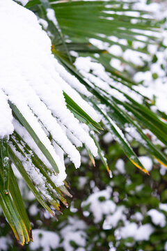 雪景