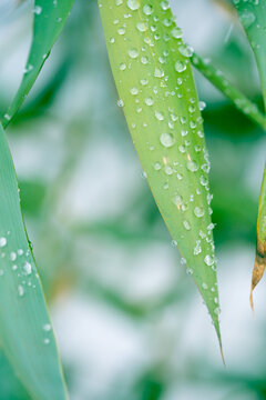 雨季雨水竹叶