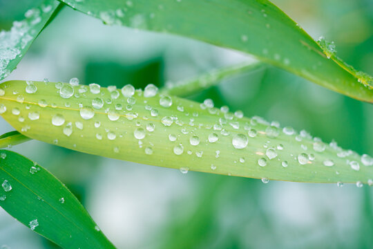 雨季雨水竹叶