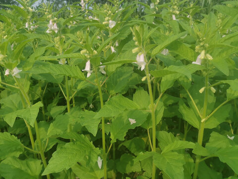 芝麻开花