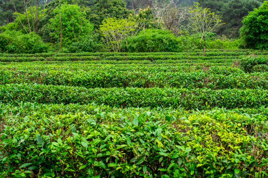 茶叶茶园