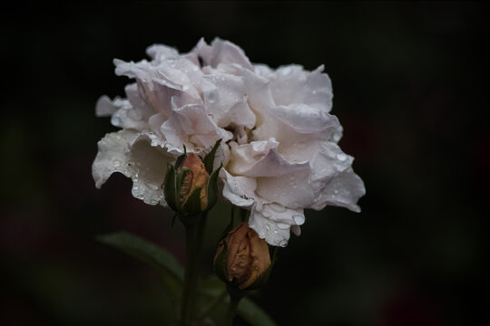 雨中菊花