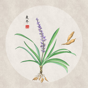 麥冬