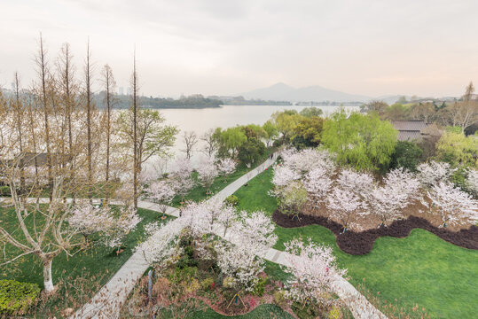 樱花季南京的玄武湖公园