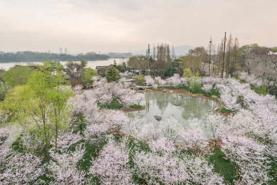 樱花季南京的玄武湖公园