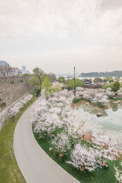 樱花季南京的玄武湖公园