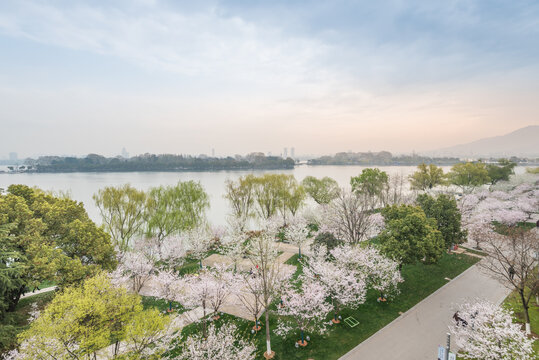 樱花季南京的玄武湖公园