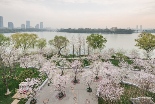 樱花季南京的玄武湖公园