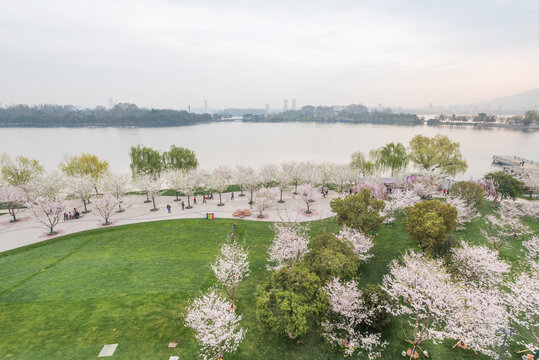 樱花季南京的玄武湖公园