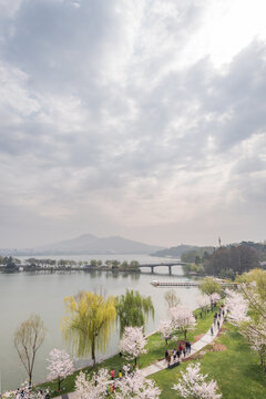 樱花季南京的玄武湖公园