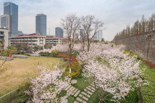 樱花季南京的玄武湖公园