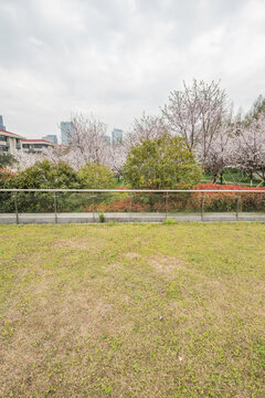 樱花季中国南京的城市风景