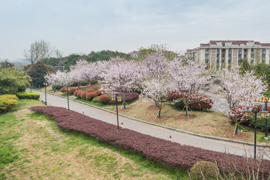 樱花季中国南京的城市风景