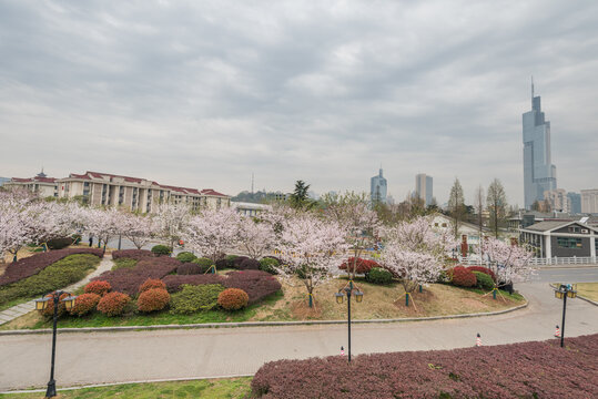 樱花季中国南京的城市风景