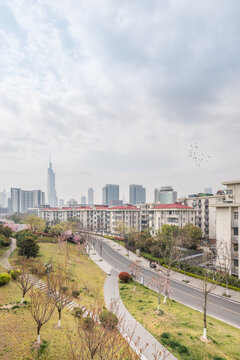 樱花季中国南京的城市风景