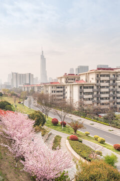 樱花季中国南京的城市风景