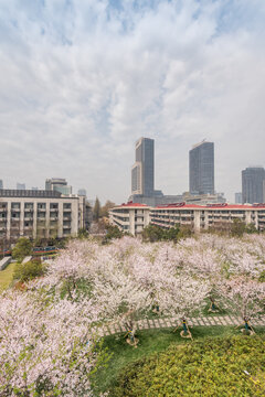 樱花季中国南京的城市风景