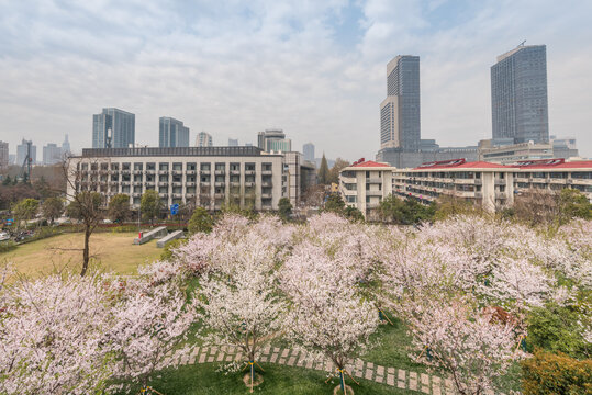 樱花季中国南京的城市风景