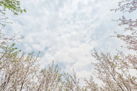 春天里盛开的樱花