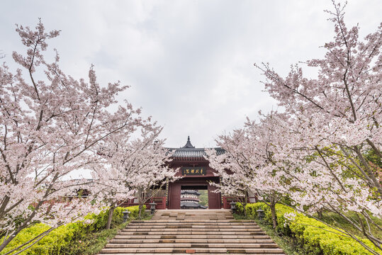 南京牛首山的樱花和古建筑