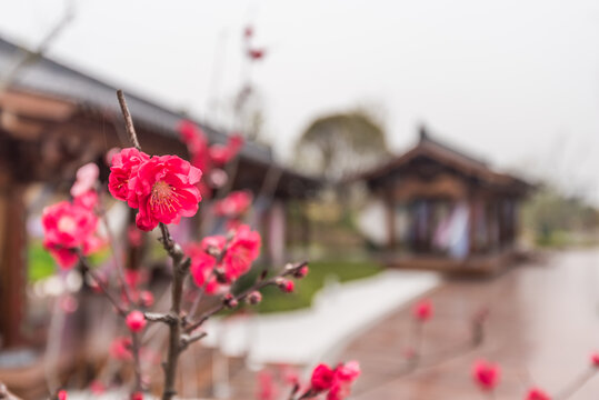 南京牛首山的梅花与古建筑