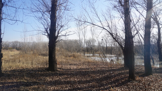 初冬的湿地