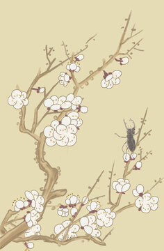 梅花角蟲圖