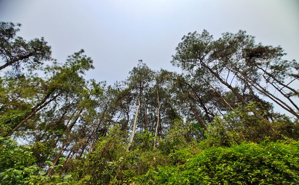 圣山松树林