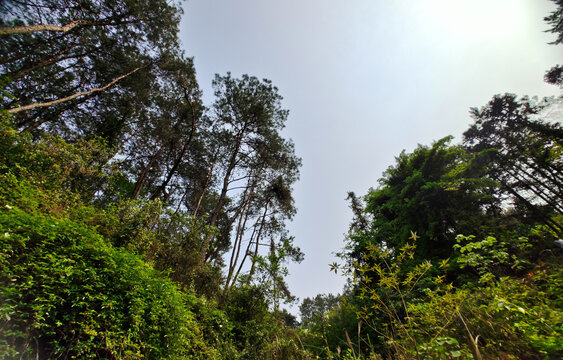 圣山松树林