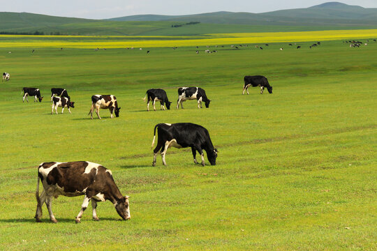 绿色草原牛群牧场