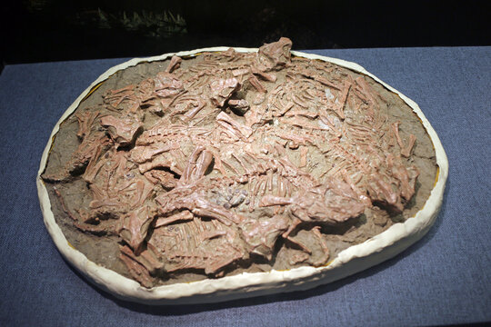 白垩纪鹦鹉嘴龙化石