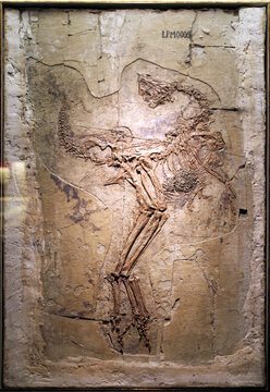 白垩纪邹氏尾羽龙化石