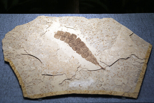 侏罗纪中国异羽叶化石