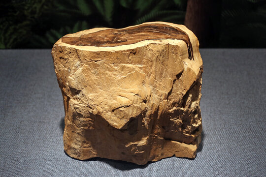 白垩纪松柏类木化石