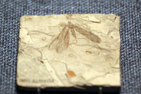 侏罗纪蛩蠊目昆虫化石