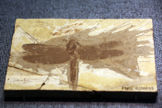 白垩纪多室中国蜓化石