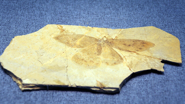 白垩纪蝶形聪蛉化石