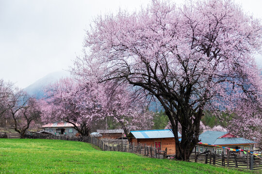 西藏旅游林芝波密桃花青稞雪山