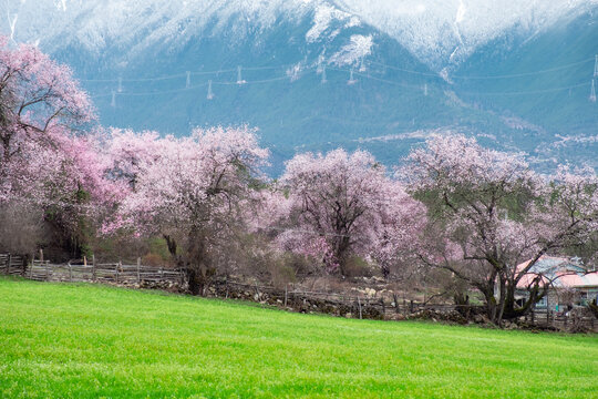 西藏旅游林芝波密桃花青稞雪山