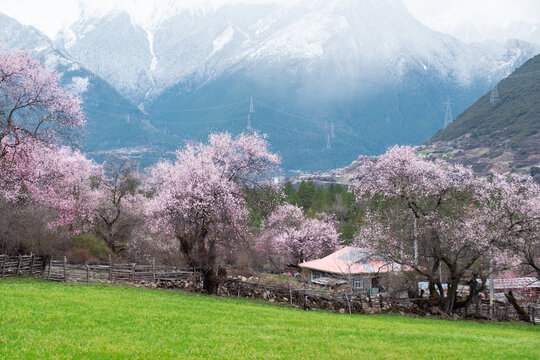 西藏旅游林芝波密桃花青稞雪山