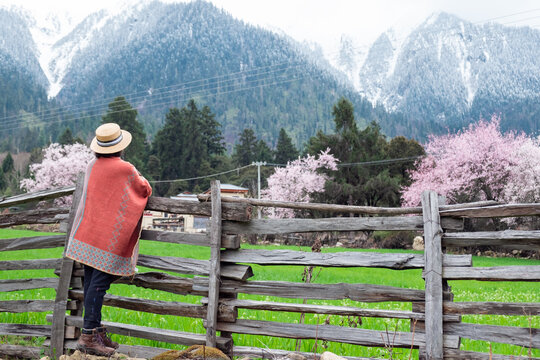 西藏旅游林芝波密桃花青稞雪山