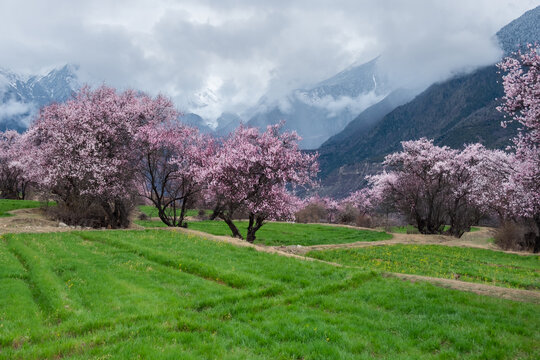 西藏旅游林芝桃花