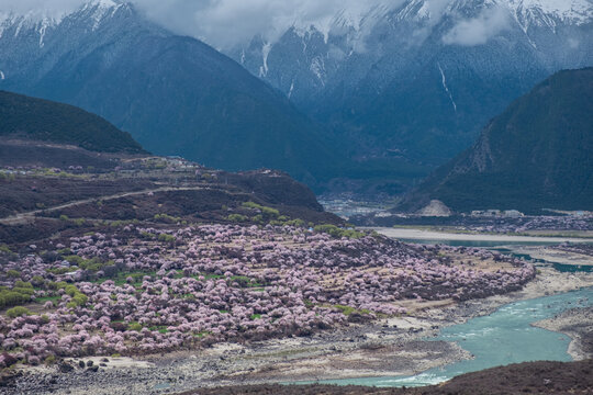 西藏旅游林芝桃花