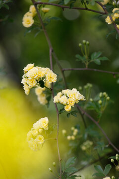 黄木香花