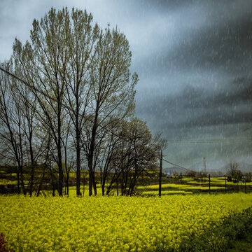 春雨