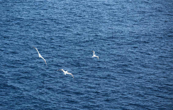 在海上飞翔的海鸥