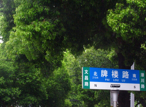 街道香樟树