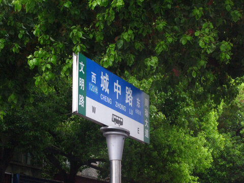 街道香樟树