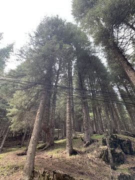 新疆南山松树